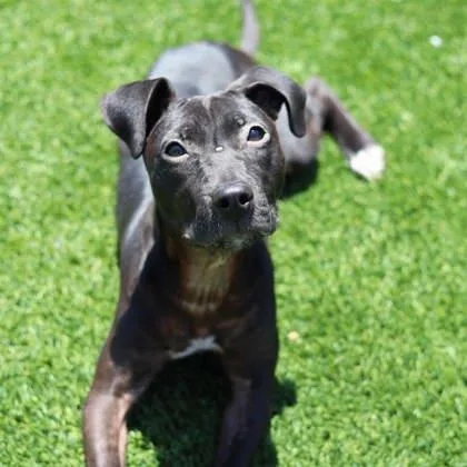 A baby small-sized female Black Labrador Retriever dog named Molly for adoption in Atlanta, GA