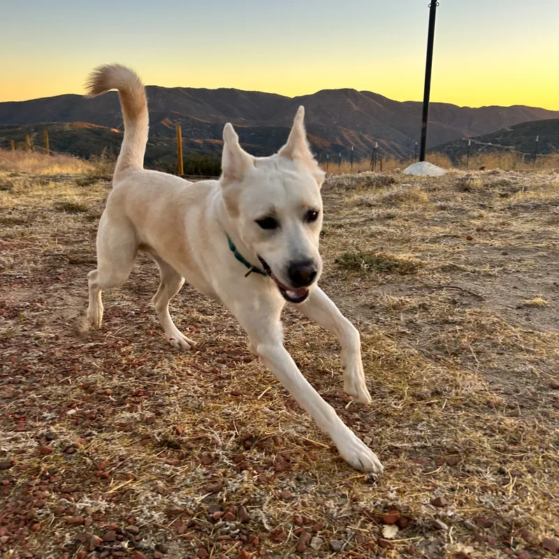 Tony _ Silly And thumbnail 2