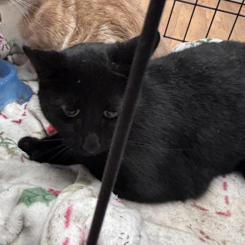 An adult large-sized male Domestic Short Hair cat named Salem for adoption in Santa Barbara, CA