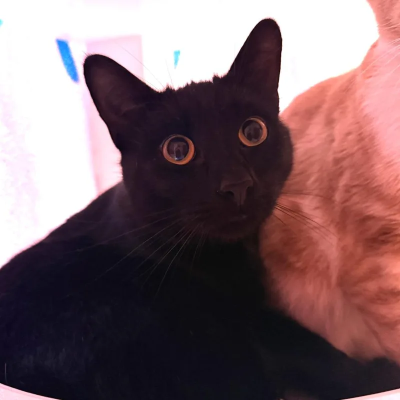 Salem thumbnail 2