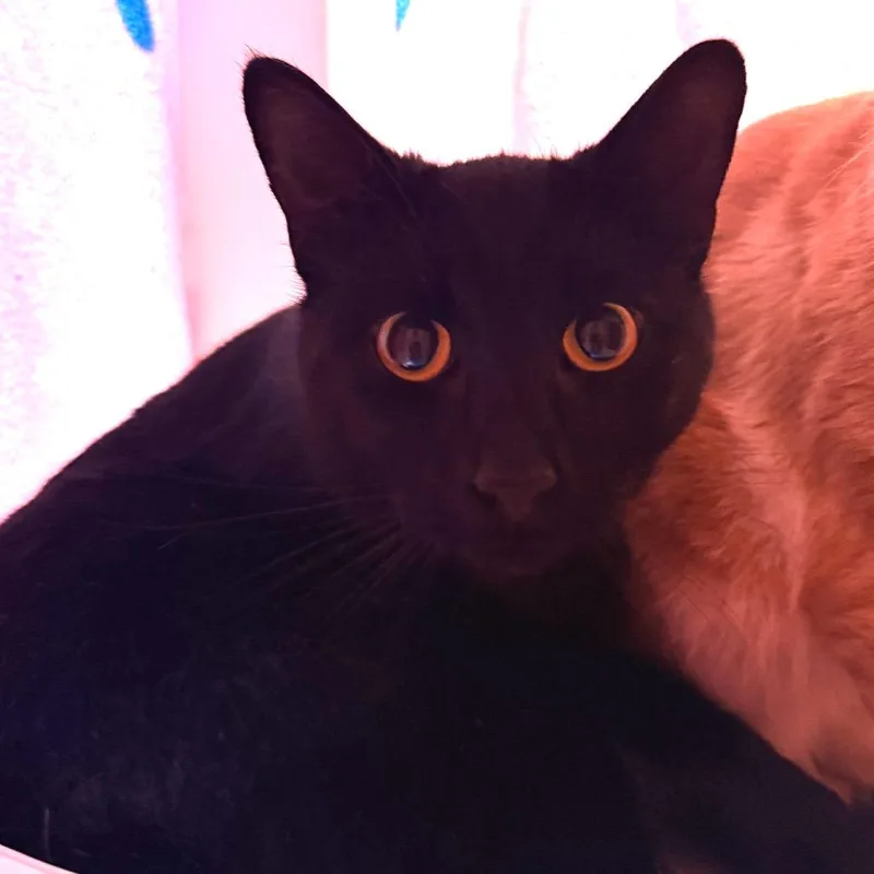 Salem thumbnail 3