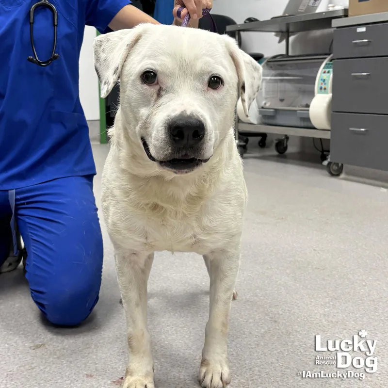 An adult large-sized male Labrador Retriever dog named Moe for adoption in Washington, DC