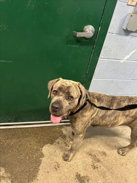 An adult large-sized female Cane Corso dog named Bingo for adoption in Woodland, CA