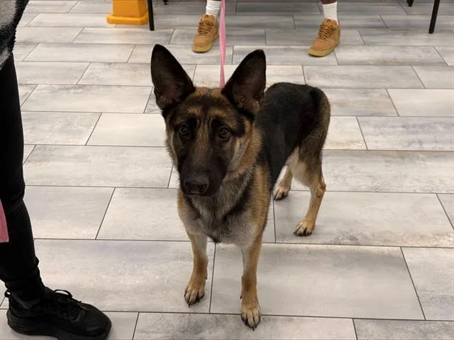 An adult large-sized female German Shepherd Dog dog named Gg for adoption in Charlotte, NC