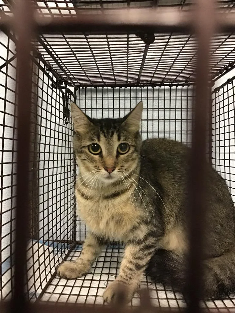 A young medium-sized male Domestic Medium Hair cat named Wiggles for adoption in New Braunfels, TX