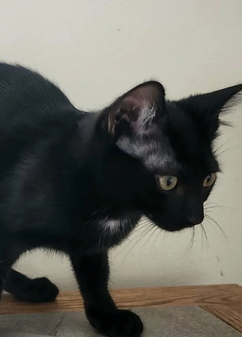Merlin