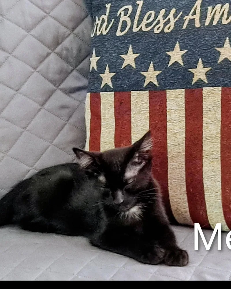 Merlin thumbnail 2