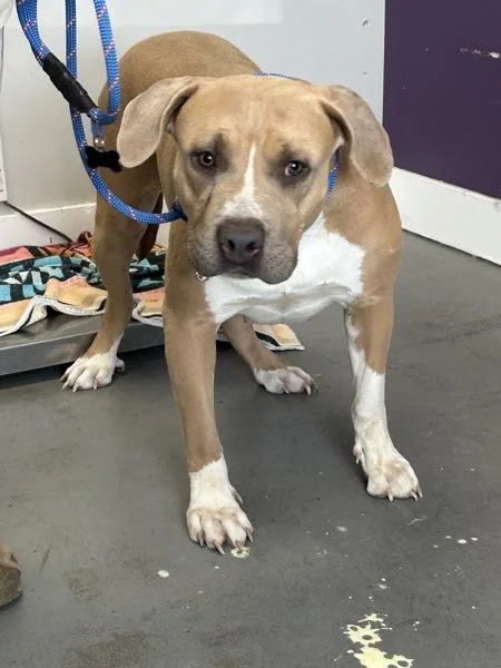 A young large-sized female Pit Bull Terrier dog named Lucy Goosey for adoption in Salt Lake City, UT