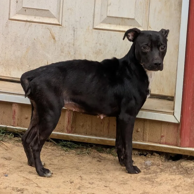 A young medium-sized female Mixed Breed dog named Bobbie for adoption in Clarksville, TN