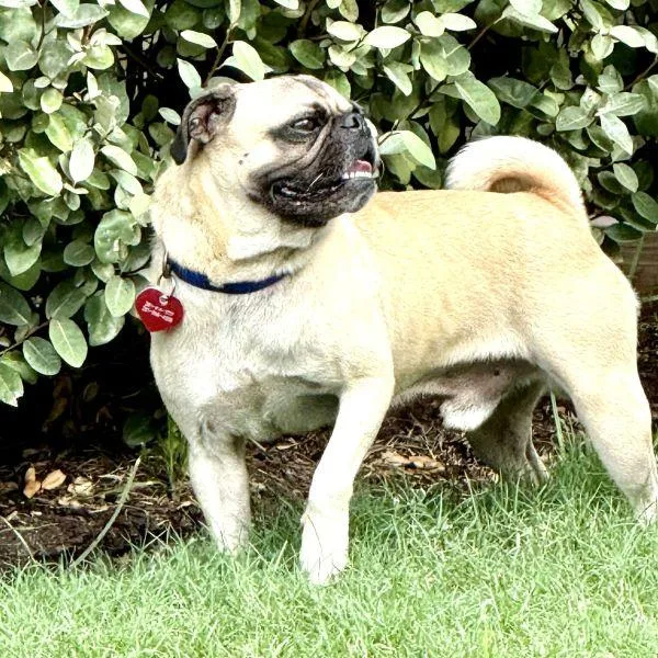 A young small-sized male Yellow / Tan / Blond / Fawn Pug dog named Wilson for adoption in Alvin, TX
