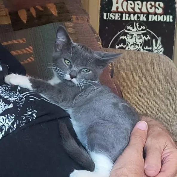 A baby small-sized male Domestic Short Hair cat named Mouse for adoption in Chandler, AZ