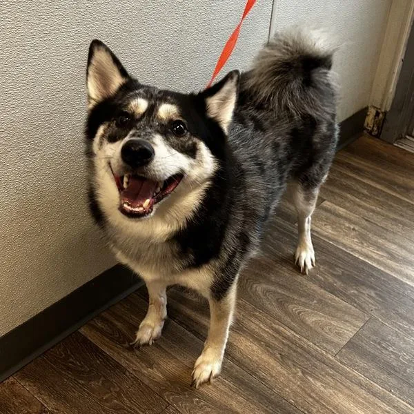An adult large-sized male Siberian Husky dog named Laika for adoption in Escondido, CA