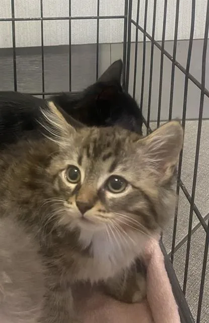 A baby small-sized female Domestic Long Hair cat named Unknown for adoption in Rancho Cucamonga, CA