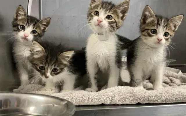 A baby small-sized male Domestic Short Hair cat named Bumblebee for adoption in Tustin, CA