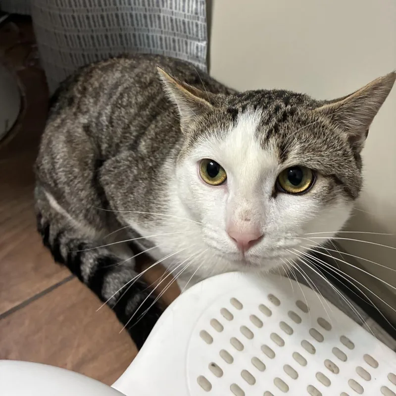 A young small-sized male White Domestic Short Hair cat named Thumbs for adoption in Philadelphia, PA