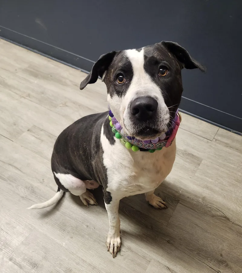An adult large-sized female Black Pit Bull Terrier dog named Dust Bunny for adoption in Mansfield, OH