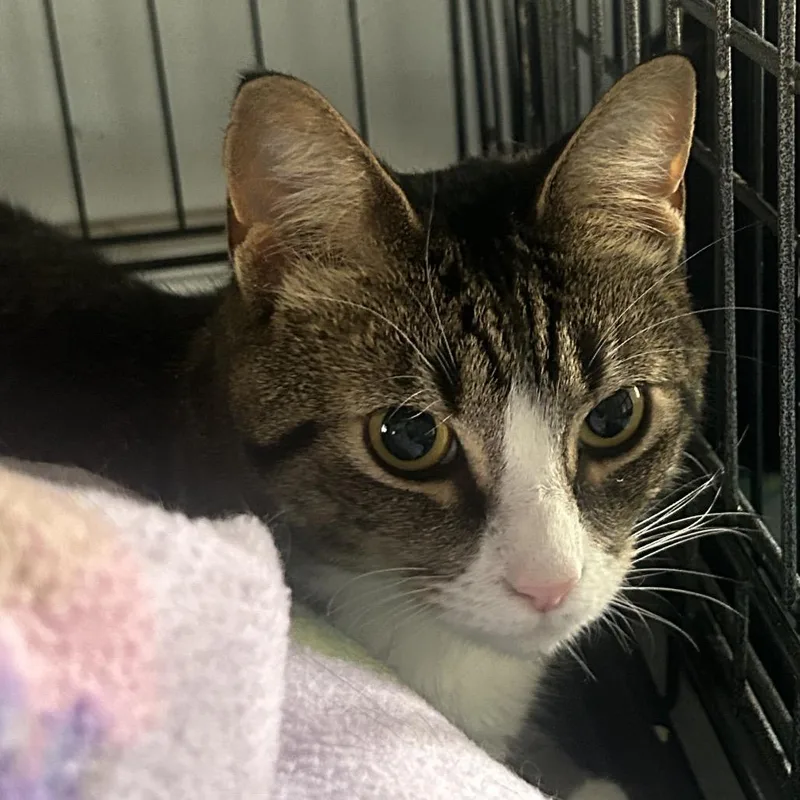 A young medium-sized female Brown / Chocolate Domestic Short Hair cat named Baby for adoption in Middletown, NY