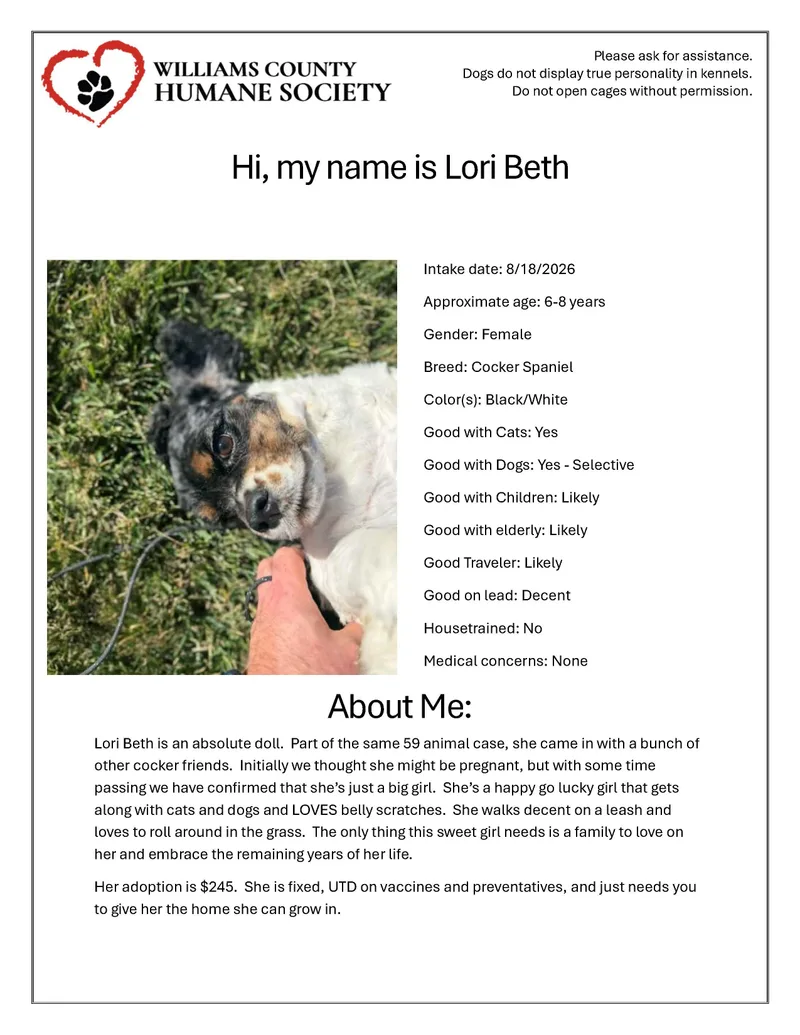 An adult small-sized female Black Cocker Spaniel dog named Lori Beth for adoption in Bryan, OH