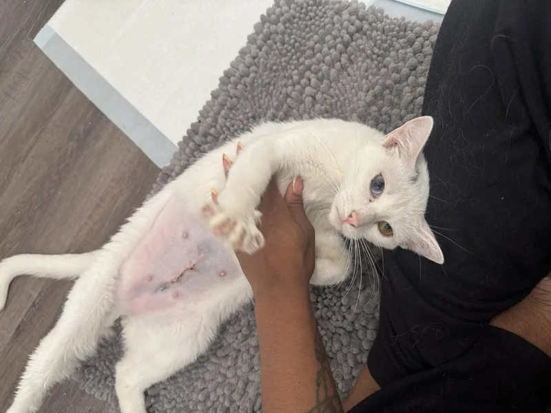 An adult small-sized female White Domestic Short Hair cat named Bunny BONDED with Tuna for adoption in Phoenix, AZ