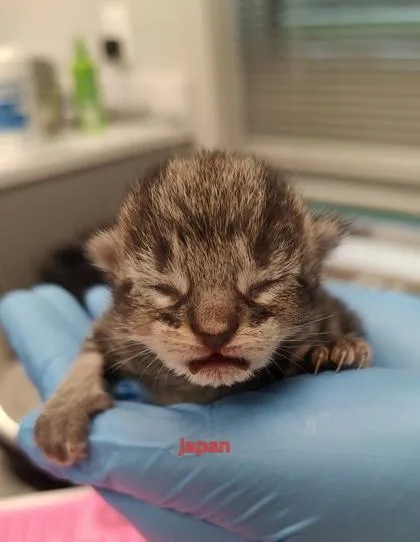 A baby small-sized female Domestic Short Hair cat named Japan for adoption in Lafayette, IN