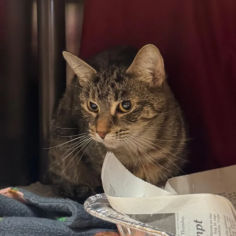 An adult medium-sized female Brown / Chocolate Domestic Short Hair cat named Millie for adoption in Charlottesville, VA