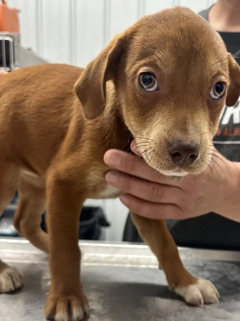 A baby small-sized female Mixed Breed dog named Denali for adoption in Hillsdale, IN