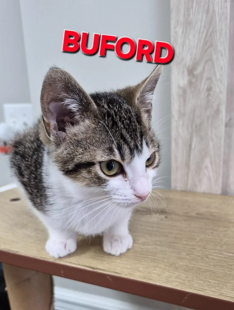 A baby medium-sized male Domestic Short Hair cat named Buford for adoption in Rome, GA