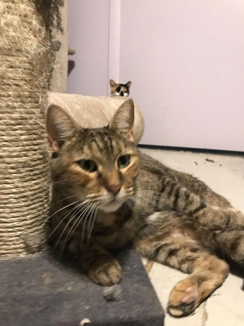 An adult medium-sized female Domestic Short Hair cat named Esme for adoption in Pompano Beach, FL