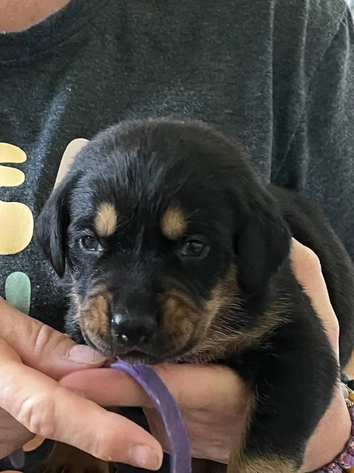 A baby large-sized female Rottweiler dog named Opal for adoption in Mooresville, NC