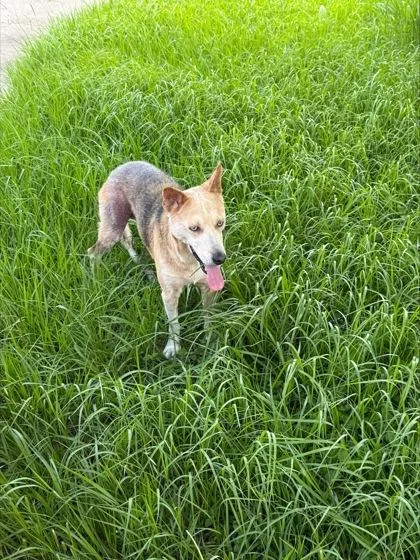 An adult large-sized female German Shepherd Dog dog named Darla for adoption in New Orleans, LA