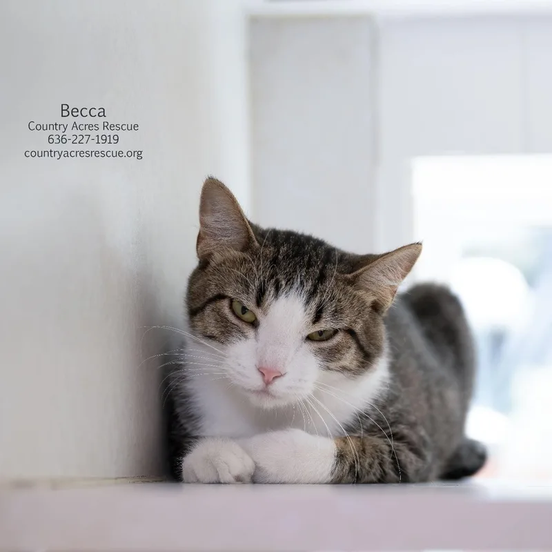 A young medium-sized female Brown / Chocolate Domestic Short Hair cat named Becca for adoption in Manchester, MO