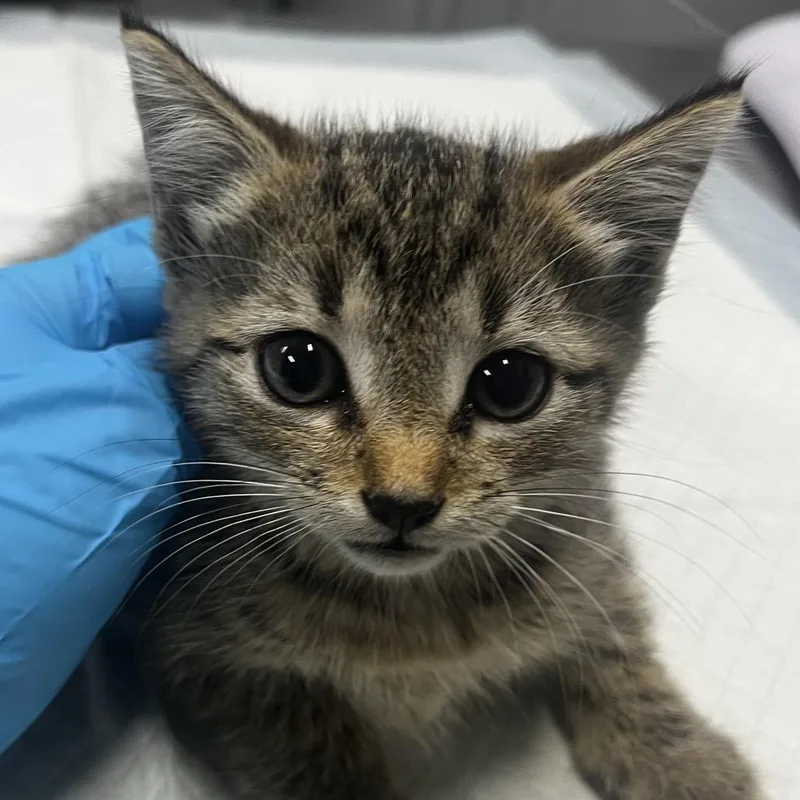 A baby small-sized female Brown / Chocolate Domestic Short Hair cat named Ziggy for adoption in Summerville, SC