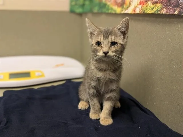 A baby small-sized female Domestic Short Hair cat named A for adoption in Moreno Valley, CA