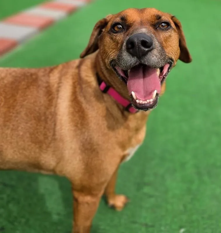 An adult large-sized male Mixed Breed dog named Rocky for adoption in Roanoke, VA