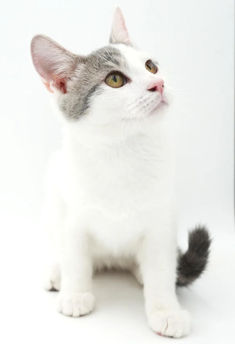 A baby small-sized male Tabby (Gray / Blue / Silver) Turkish Van cat named Sno is such a for adoption in Bedford Hills, NY