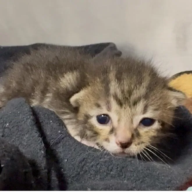 A baby small-sized male Brown / Chocolate Domestic Short Hair cat named Fuji for adoption in West Palm Beach, FL