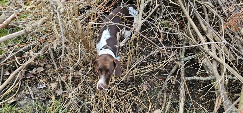 An adult large-sized female Tricolor (Brown, Black, & White) German Shorthaired Pointer dog named Mia for adoption in Cottage Grove, WI