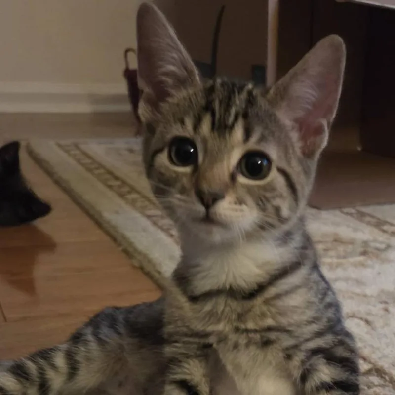 A baby small-sized female Brown / Chocolate Domestic Short Hair cat named Lolly for adoption in Voorhees, NJ