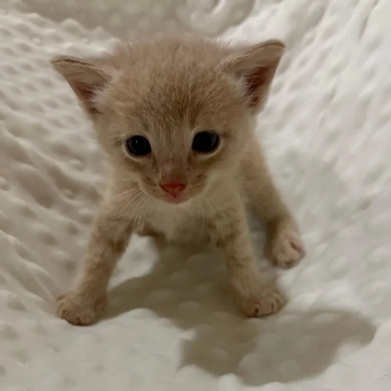 A baby small-sized male Orange / Red Domestic Short Hair cat named Stump for adoption in Fulton, MO
