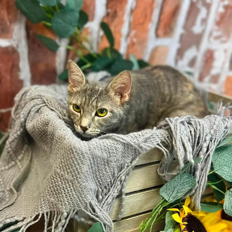 A young medium-sized female Gray / Blue / Silver Domestic Short Hair cat named MelroseC for adoption in East Saint Louis, IL