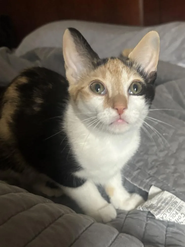 Phoebe thumbnail 2