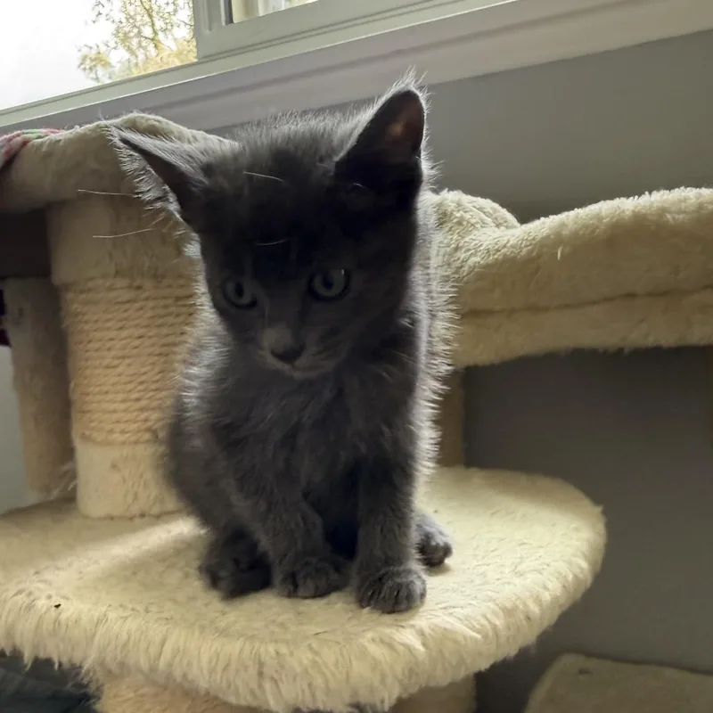 A baby small-sized male Gray / Blue / Silver Domestic Short Hair cat named Ash for adoption in Tustin, CA