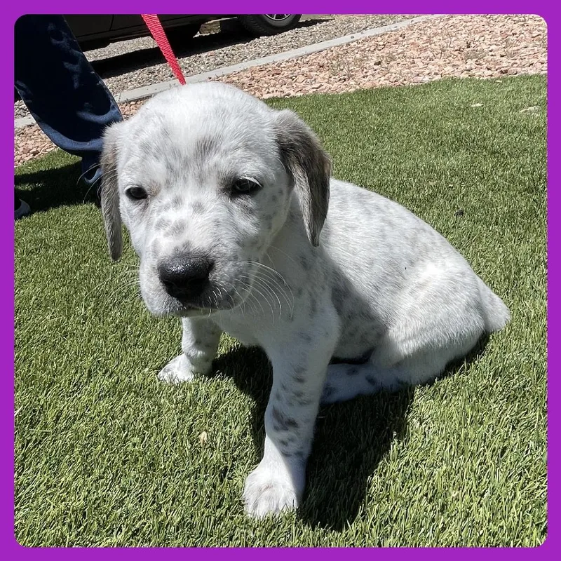 A baby small-sized female White / Cream Labrador Retriever dog named Ebi for adoption in Prescott, AZ