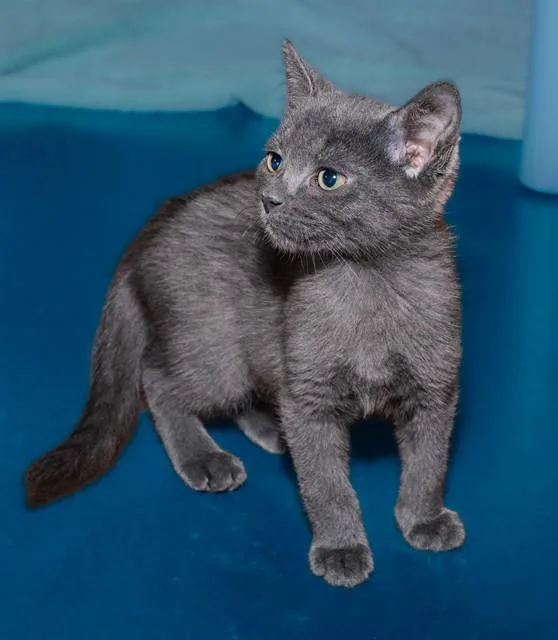 A baby medium-sized male Domestic Short Hair cat named Topeka for adoption in Cookeville, TN