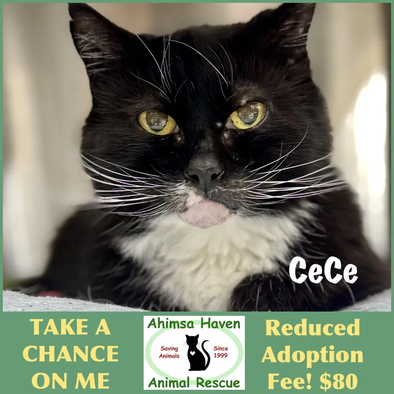 A senior medium-sized female Black & White / Tuxedo Domestic Medium Hair cat named CeCe for adoption in Winchendon, MA