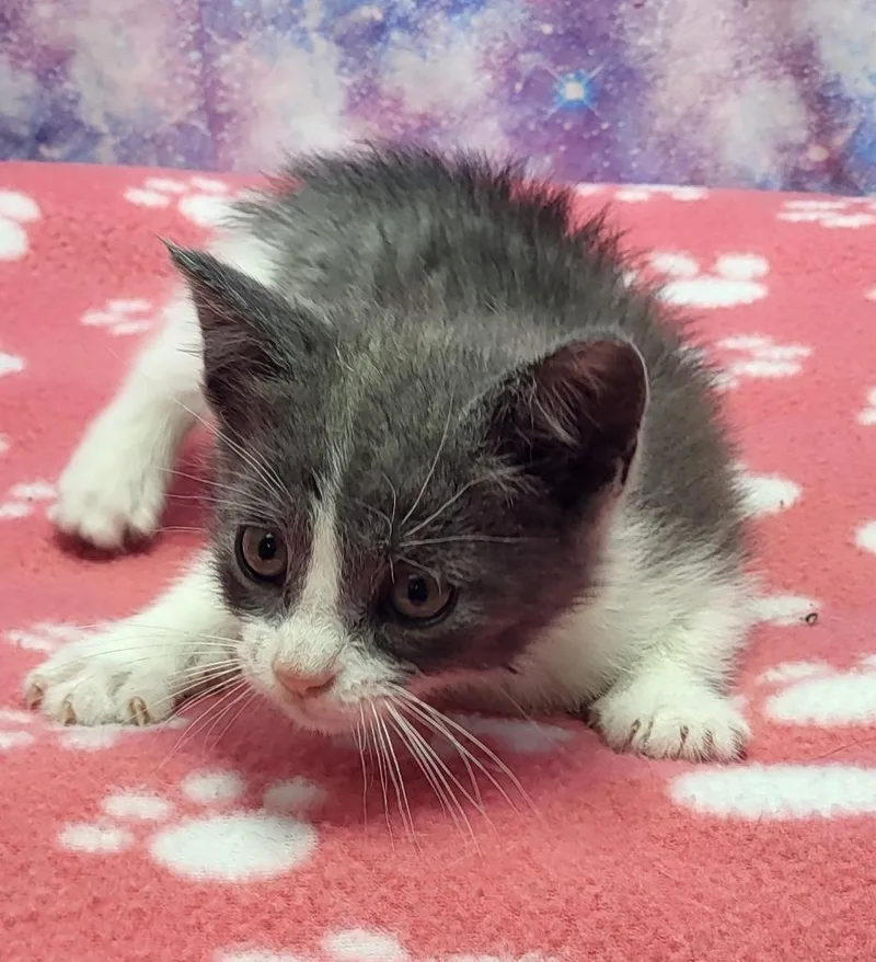 A baby small-sized female Domestic Short Hair cat named Fawn for adoption in Washington Court House, OH