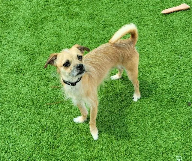 An adult small-sized male Border Terrier dog named Timon for adoption in Sarasota, FL
