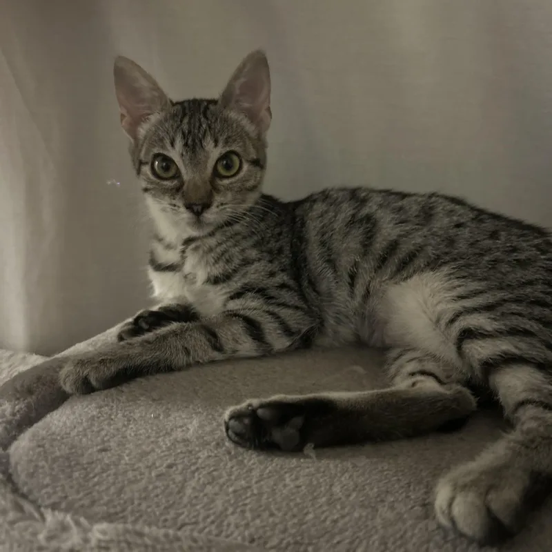 A baby small-sized female Tabby (Gray / Blue / Silver) Domestic Short Hair cat named Tinkerbell for adoption in Davis, CA