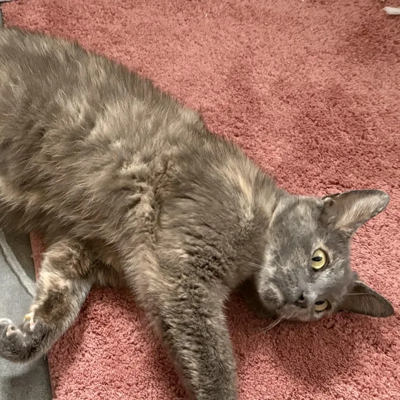 An adult medium-sized female Tortoiseshell Domestic Short Hair cat named Nova for adoption in Eaton Rapids, MI