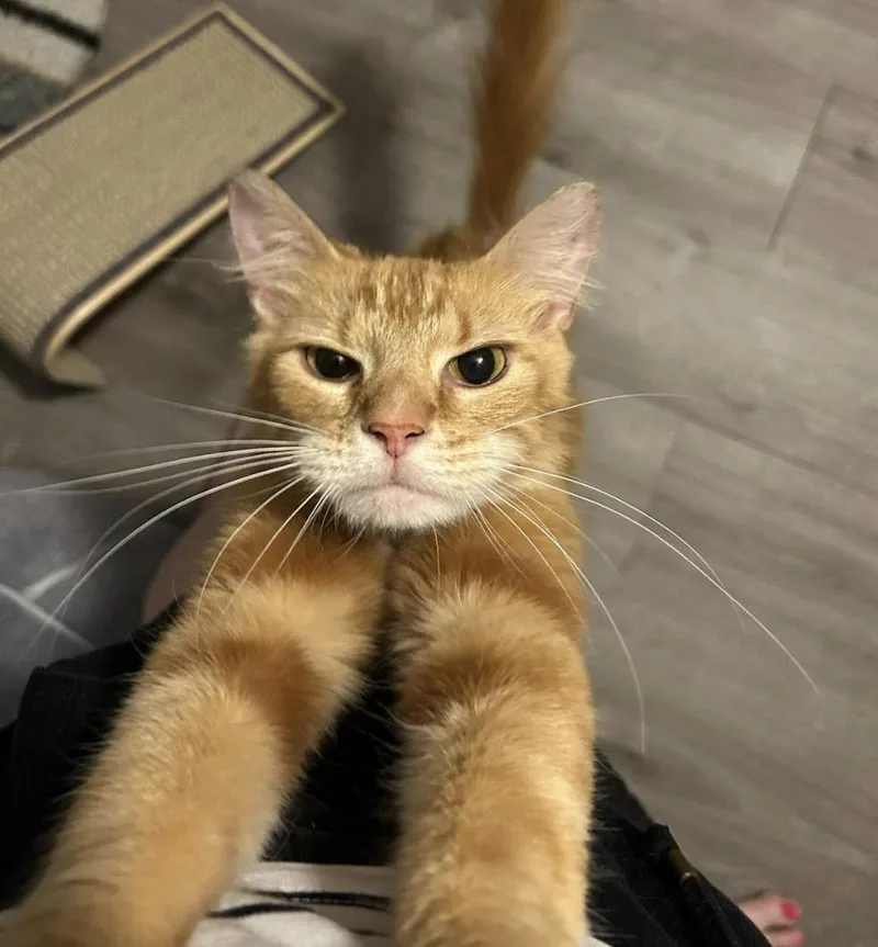 An adult medium-sized female Tabby (Orange / Red) Domestic Short Hair cat named Orange Blossom for adoption in Cincinnati, OH
